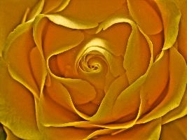 rose 2 light_smooth.jpg